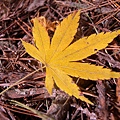 DSCN7232.JPG