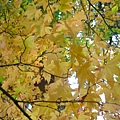 DSCN7238.JPG