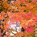 DSCN7307.JPG