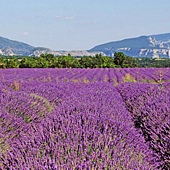 provence