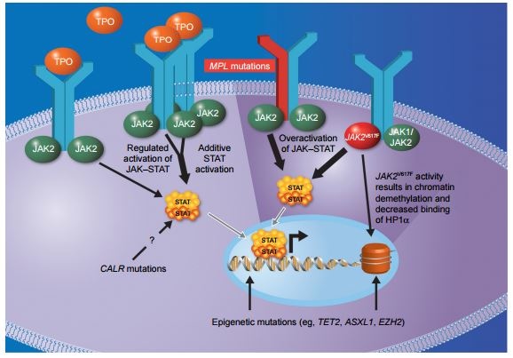 JAK pathway.JPG