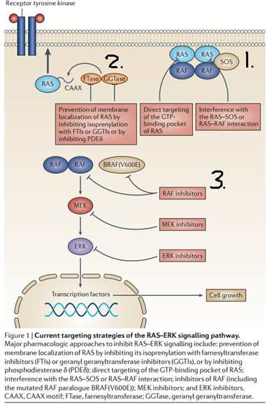 Ras簡介 2 尋找有效治療ras Mutation的方法 基因叔叔 科普 期刊導讀 Uncle Gene 痞客邦