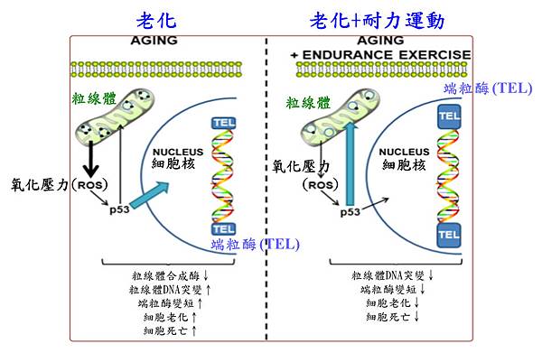 老化+耐力運動.tif