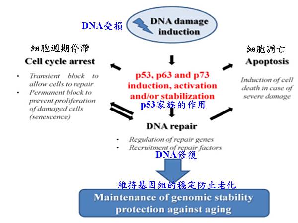 防止老化機制的簡圖.tif