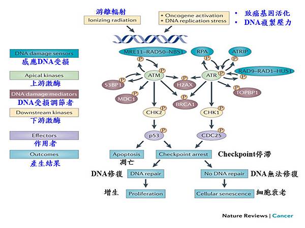 Cell cycle sensor, mediator, effector.tif