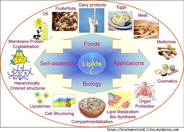 lipids03.jpg