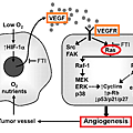 RAS vs angiogenesis.png