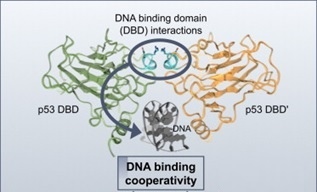 p53 DNA binding domain.jpg