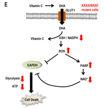 Vit C-3.png