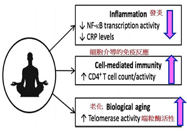 正念冥想和免疫系統生物標誌物.jpg