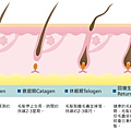 毛髮生長.tif