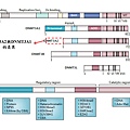 DNMT3A-structure.tif