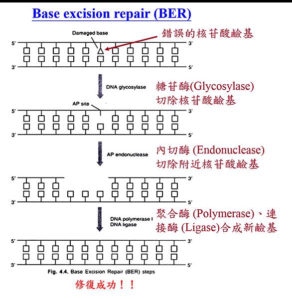 圖片2.tif