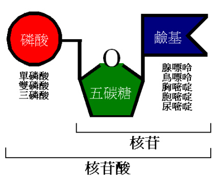 五碳糖.tif