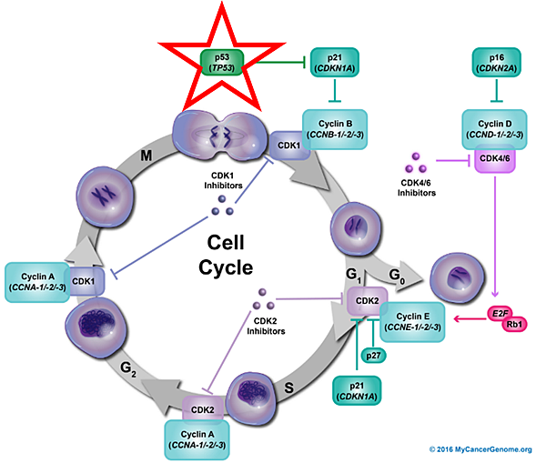 細胞週期+TP53.png