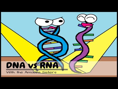 DNA-RNA-Cartoon.tif