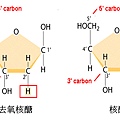 DNA-RNA.tif