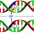 SNP-位點.png