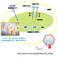 標靶治療-4.tif