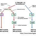 腸息肉基因變異-2.tif