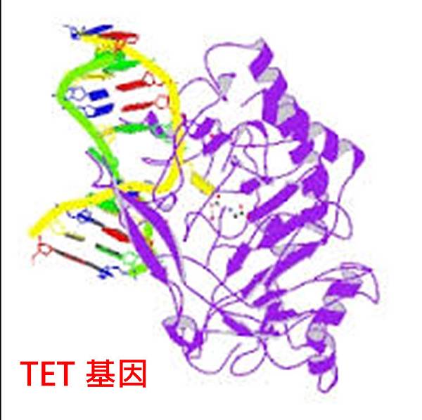 TET gene structure.tif