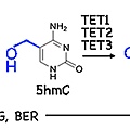 TET作用過程-2.tif