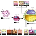 stem cell-各胚層發育細胞.tif