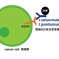 Colon-NCCN-EGFR targeted pathway.tif