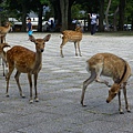 奈良的鹿,真是"幸福"的鹿,能在都市裡悠遊的過活
