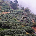 南橫公路上的高山茶園