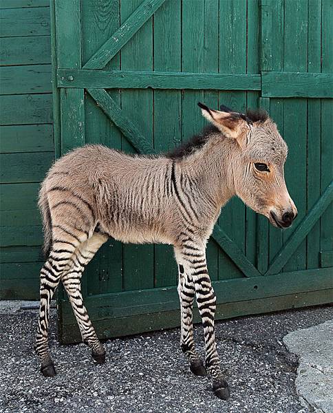 Zonkey