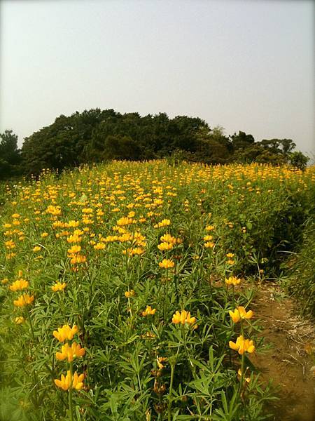 貓空。樟樹步道