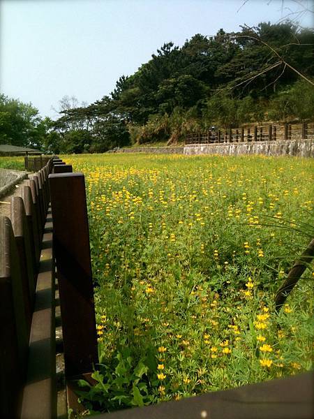 貓空。樟樹步道