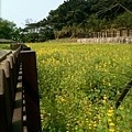 貓空。樟樹步道