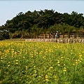 貓空。樟樹步道