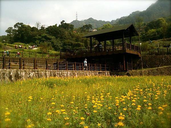 貓空。樟樹步道