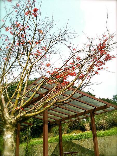 貓空。樟樹步道