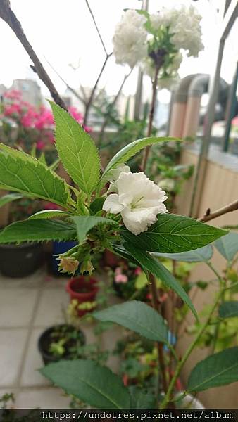 IMG_1672.JPG