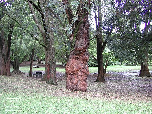 image041_YoYoTempo優遊步調_【巴西旅遊景點】伊比拉布埃拉公園｜Parque Ibirapuera.jpg