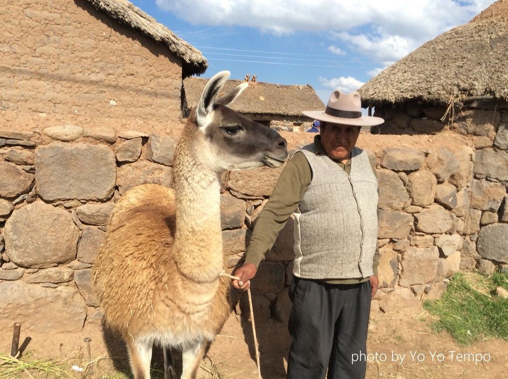 South America four species of cute camelid_YoYoTempo_image007.jpg