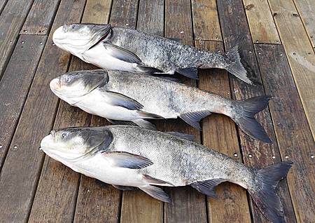 日月潭釣魚