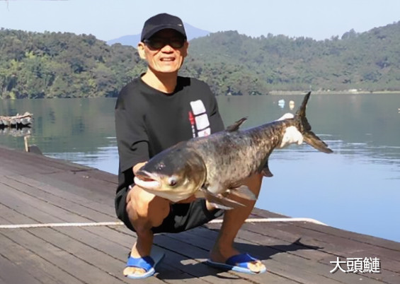 魚寶寶寫真館-大頭鰱1