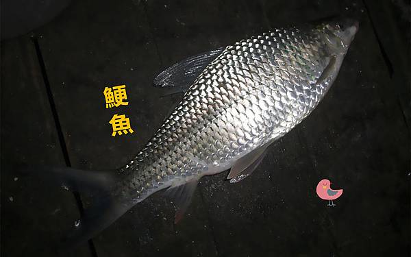 魚寶寶寫真館-鯁魚01