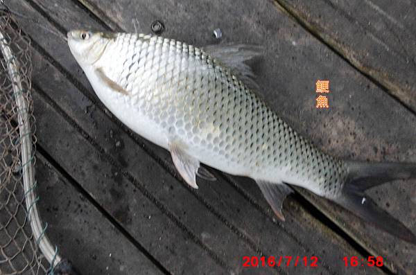 日月潭釣魚