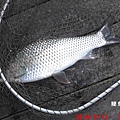 1050913-CIMG7385鯁魚.jpg