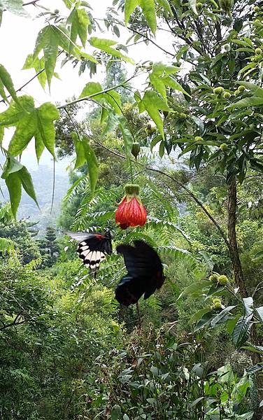 1050707薰衣草花園-DSCN2395-20160707_142619.jpg 1050707薰衣草花園-DSCN2395-20160707_142619.jpg