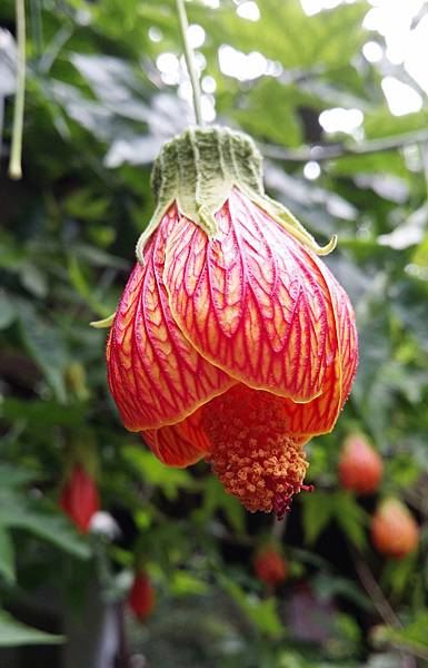 1050707薰衣草花園-DSCN2395-20160707_142445.jpg 1050707薰衣草花園-DSCN2395-20160707_142445.jpg