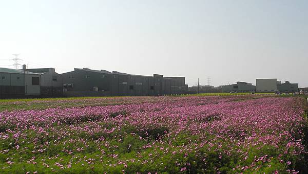1060110花現龍井-DSCN4865.jpg 1060110花現龍井-DSCN4865.jpg