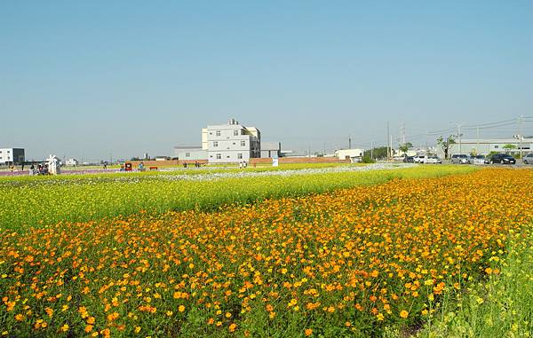 1060110花現龍井-DSCN4886.jpg 1060110花現龍井-DSCN4886.jpg