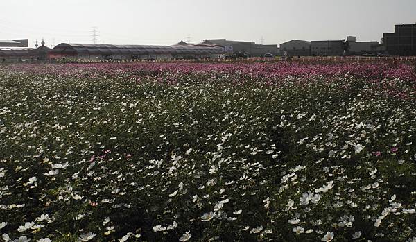 1060110花現龍井-DSCN4970.jpg 1060110花現龍井-DSCN4970.jpg